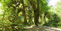 (49) Hoh Rain Forest trail